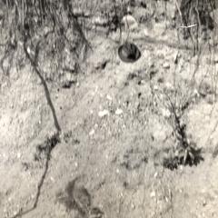 Stratified gravel in railway cut