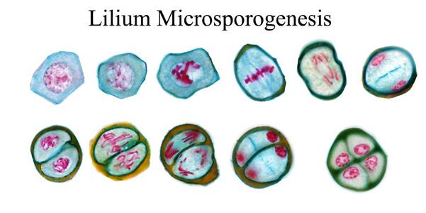 Composite of cells in each stage of meiosis of Lilium microsporogenesis