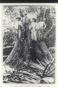 Three Filipino men and American standing atop a large tree stump in the forest, ca. 1900-1902