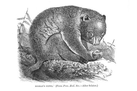 Bosman's Potto (From Proc. Zool. Soc.--After Sclater)