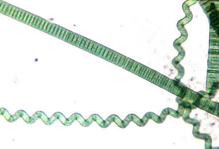 Oscillatoria with Spirulina
