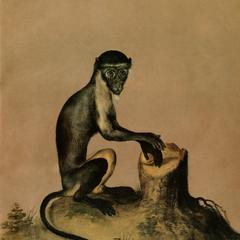 Seated Diana Monkey Print