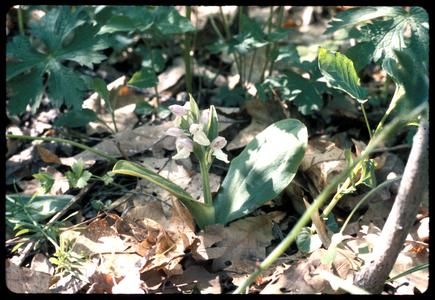 Showy orchis in late May of 1967, Madison School Forest