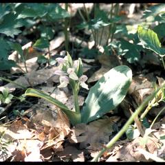 Showy orchis in late May of 1967, Madison School Forest