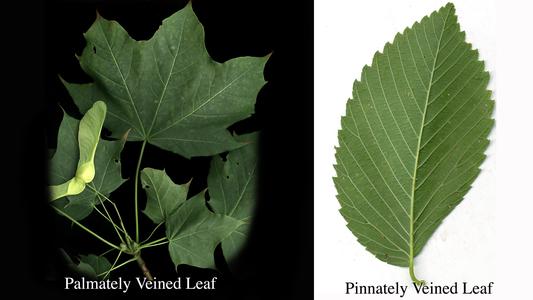 Palmately veined and lobed leaf of sugar maple vs pinnately veined leaf of elm