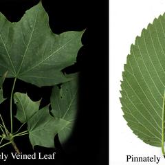 Palmately veined and lobed leaf of sugar maple vs pinnately veined leaf of elm