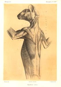Hapalemur simus