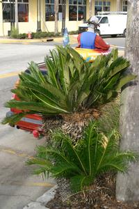 Cycas revoluta plant with last seasons megasporophylls - Saint Augustine, Florida