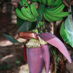 Banana Flower and Fruits