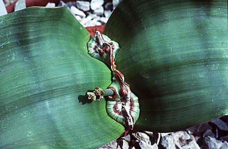 Shoot apex of Welwitschia mirabilis