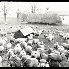 Dexter farm with sheep in yard and Dexter's Corners school house, number 2