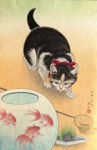 Cat by Goldfish Bowl