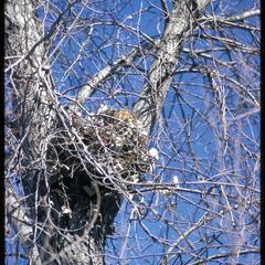Squirrel leaf nest in a tree in winter