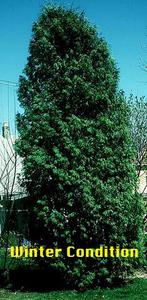 White cedar an evergreen tree