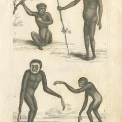 Orangutan, Barbary Macaque, and Gibbon Print
