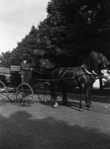 Woman driving horse and buggy