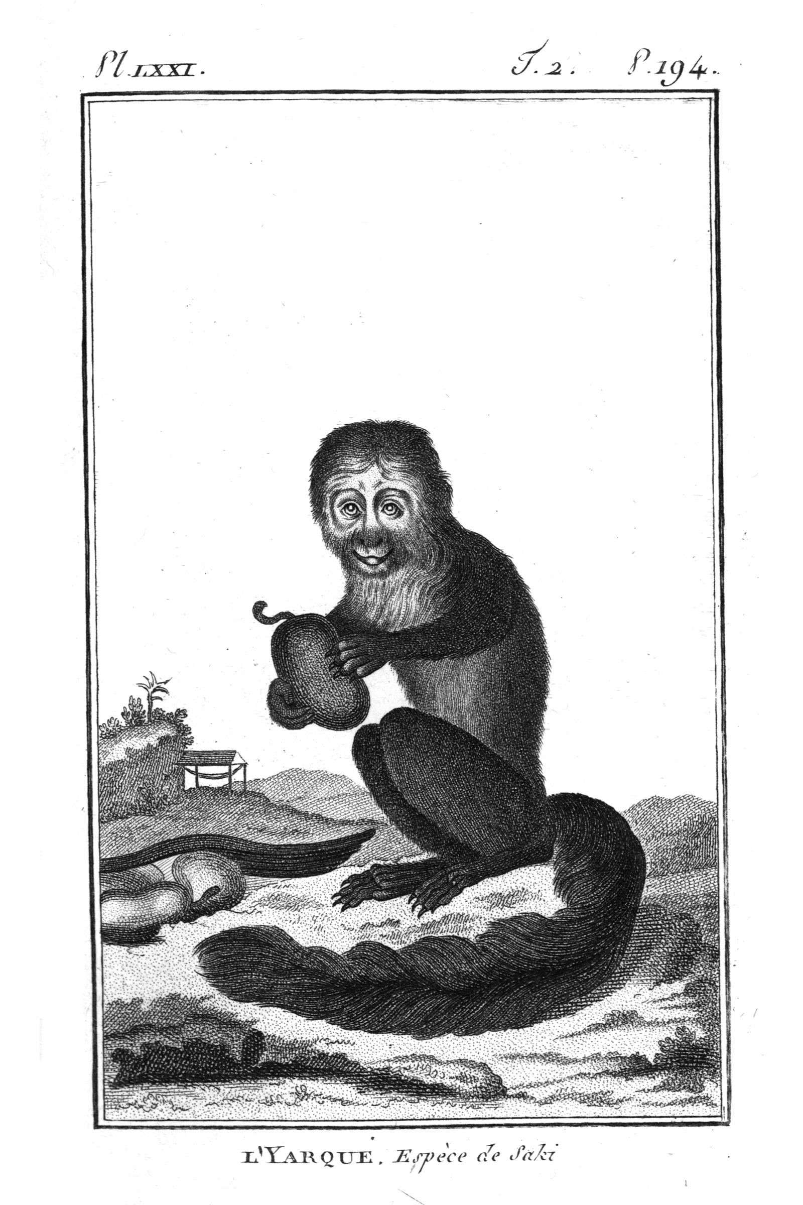 ‎L'Yarque Espece de Saki (Yarque, a species of Saki) - UWDC - UW ...