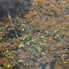 Sargassum - floating mat with black mangove seeds, Saint Augustine, Florida