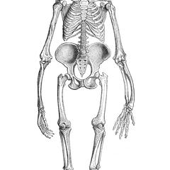 Skeleton of Female Gorilla