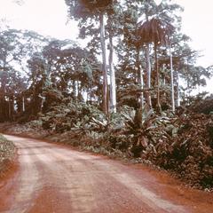 Laterite Road in the Forest Zone