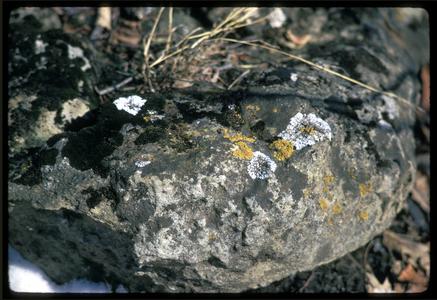 Rock with lichens, Ridgeland