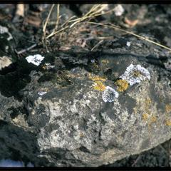 Rock with lichens, Ridgeland