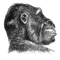 Gorilla Head Print