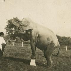 Frank Hall with elephant standing on pedestal