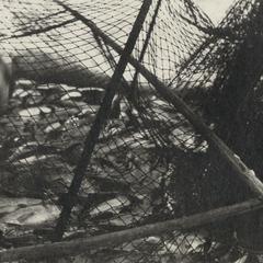 Fish captured in a hoop net