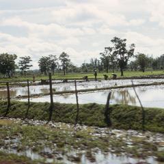 Irrigated rice paddies