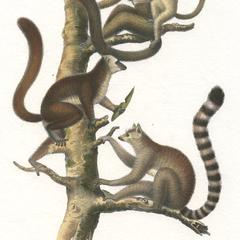 Lemur Group Print