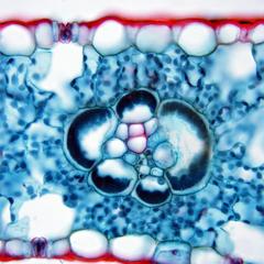 Minor vein with bundle sheath cells in cross section of corn leaf