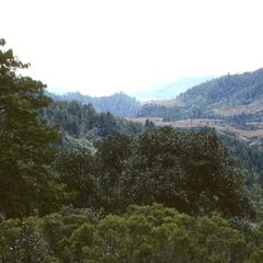 Pine-oak-alder woods east of Canton Chazuimil
