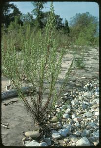 Artemisia caudata, second-year plant, Lake Michigan shore