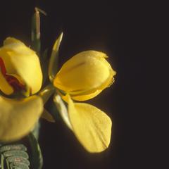 Cassia flower, Chamela Bay