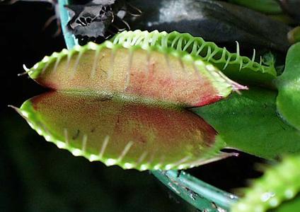 Modified leaves - detail of insect trap of venus fly trap