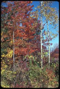View of corner of northern dry mesic forest in fall; maple and aspen near Jackson Oak, University of Wisconsin–Madison Arboretum