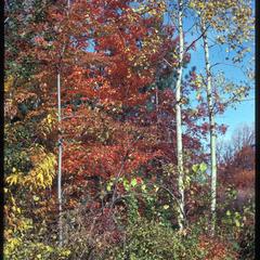 View of corner of northern dry mesic forest in fall; maple and aspen near Jackson Oak, University of Wisconsin–Madison Arboretum