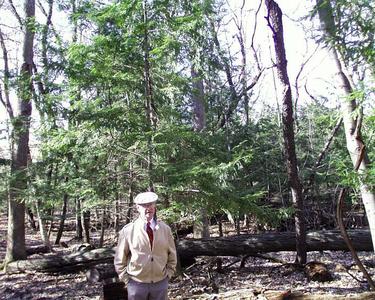 Hemlock with Dr. Ray Evert in Wingra woods