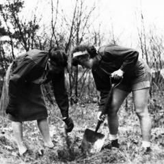 Estella and Estella Leopold Jr. planting pines