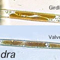 Valve and girdle view of a pennate diatom