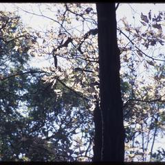 Skeletonized red oak leaves at Devil's Lake State Park
