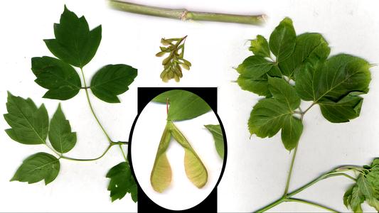 Composite of trifoliolate leaves, fruits and green stem of box elder