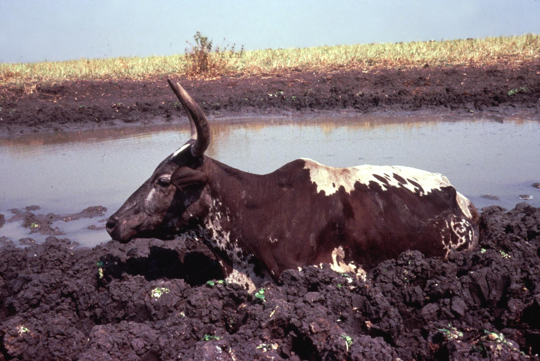 ‎Cattle Stuck in Mud by the River UWDC UWMadison Libraries