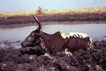 Cattle Stuck in Mud by the River