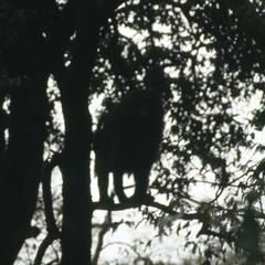 Baboon in tree