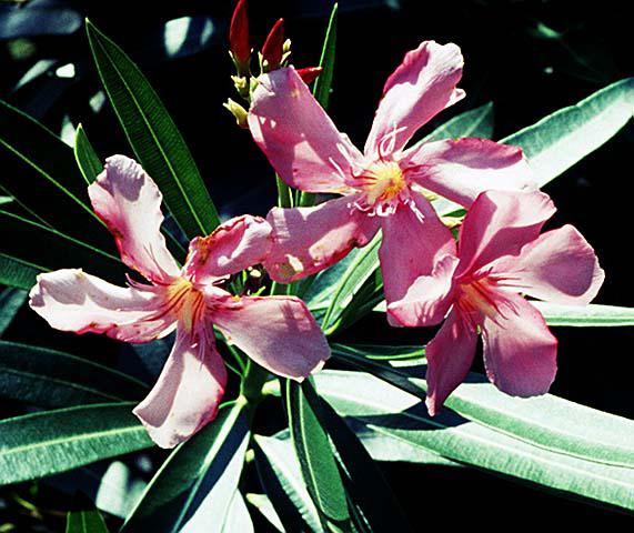 Nerium oleander in flower