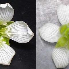 Back and front of a flower of Dionea muscipula