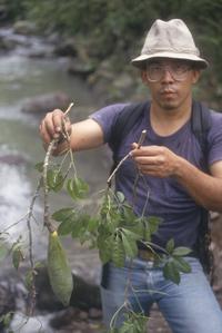 R. Zuñiga with branches and fruit of a bombacoid tree, north of Chorrero