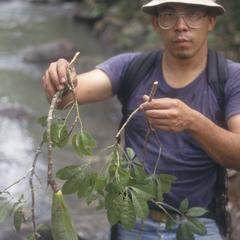 R. Zuñiga with branches and fruit of a bombacoid tree, north of Chorrero
